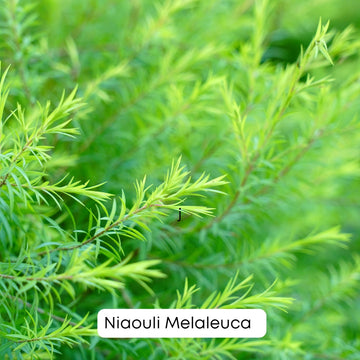 🌿🌱Revele os Segredos do Niaouli Melaleuca da Natural Oil - Você Conhece? 🌿🌱